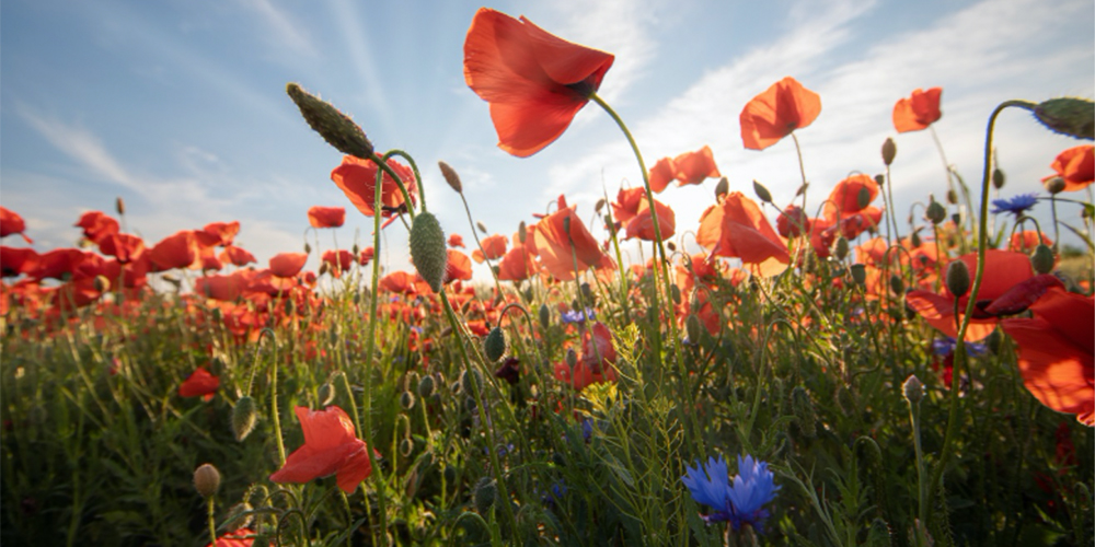 Blumen Feld Blumen Feld